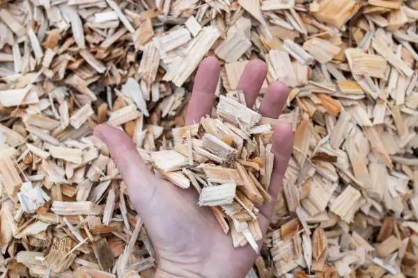 Dłoń trzymająca zrębki drewna, surowiec do produkcji energii biomasy.